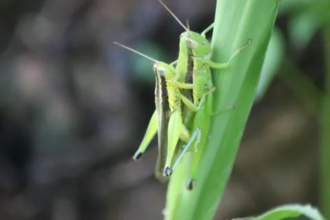 Mantises mate in trees - Image 写真素材