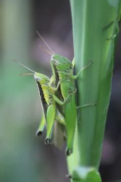 Mantises mate in trees - Image Stock Photos