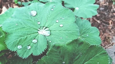 Mantle leaf with drops of collected abundant dew in a depression Stock Footage 307872588