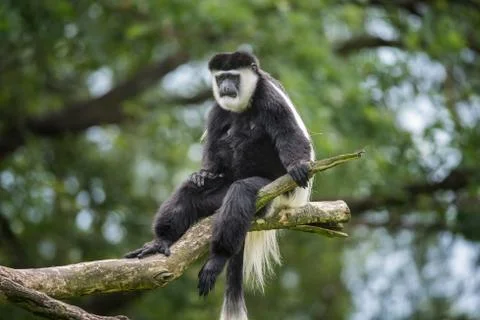Mantled guereza on a tree Stock Photos
