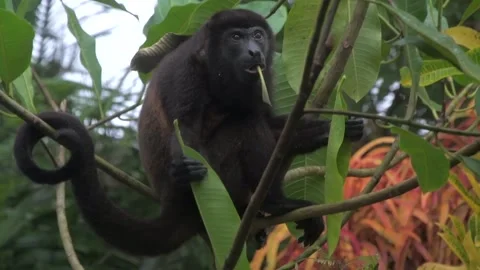 Mantled Howler Monkey Feeding on Leaves in Tropical Rainforest Canopy Stock Footage 336936370