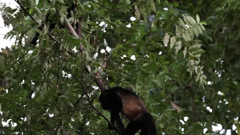 Mantled Howler Monkey group climbing tree in rainforest undergrowth at dusk Stock Footage 154014713