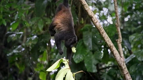 Mantled Howler Monkey hangs by its tail &amp; eats a leaf in Tortuguero, Costa Rica. Stock Footage 41267680
