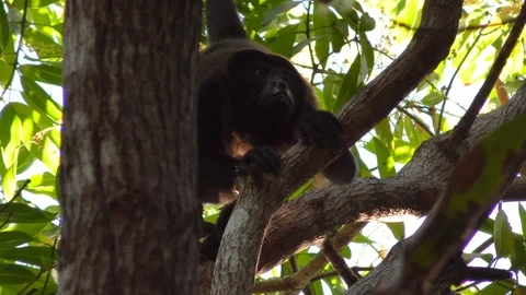 Mantled Howler Monkey Howling Stock Footage 107609061