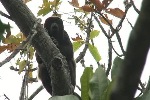 Mantled howler monkey howling with sound Stock Footage 11136514