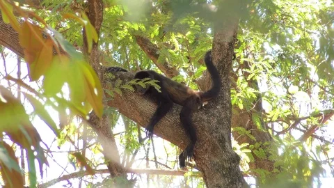 Mantled Howler Monkey Laying On A Tree Sleeping Stock Footage 107609082