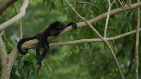 Mantled howler monkey lying on a tree in the jungle Stock Footage 108484712