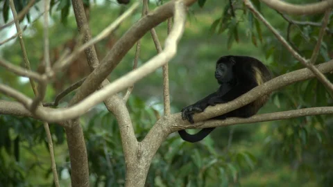 Mantled howler monkey lying on a tree in the jungle. Stock Footage 108484756