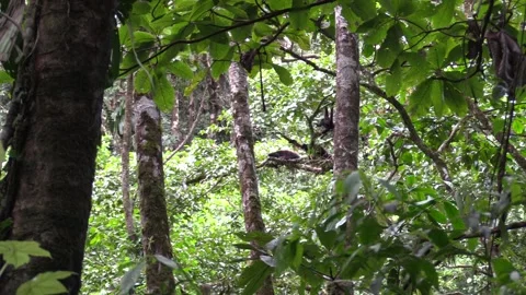 Mantled Howler Monkey Pair Monkeys Hanging Upside Down in Costa Rica Jungle Vídeo Stock 134003789