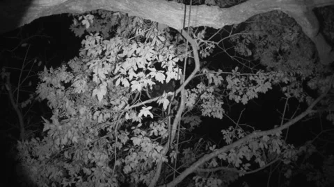 Mantled Howler Monkey Pair Monkeys Looking At Camera Night Eyeshine Infrared Vídeo Stock 134004965