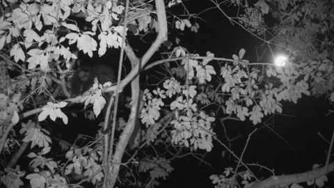 Mantled Howler Monkey Pair Monkeys Sleeping Resting Full Moon at Night Vídeo Stock 134005541