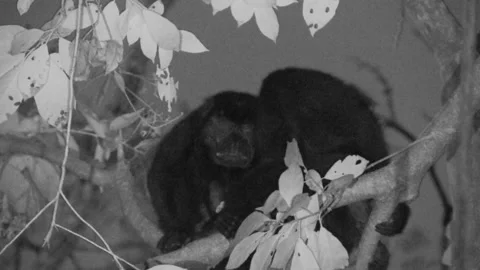Mantled Howler Monkey Pair Monkeys Sleeping Resting in Treetops Full Moon Vídeo Stock 134005711