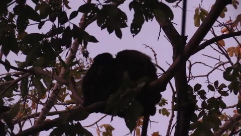 Mantled Howler Monkey Pair Monkeys Sleeping Resting in Jungle at Dawn Morning Vídeo Stock 134006020