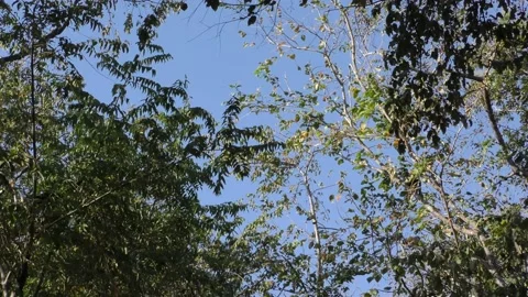 Mantled Howler Monkey Pair Monkeys Jumping Leaping Landing Jump Across Trees Stock Footage 134410577