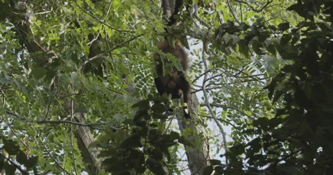 Mantled Howler Monkey Pair Monkeys Eating Feeding Hanging Upside Down Leaves Vídeo Stock 148598921