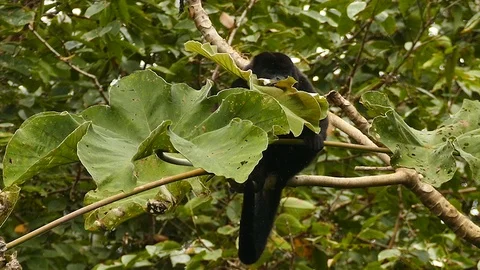 Mantled howler monkey in Panama feeding on leaf while sitting Stock Footage 123552151