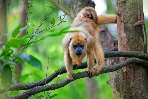 Mantled Howler Monkey Stock Photos