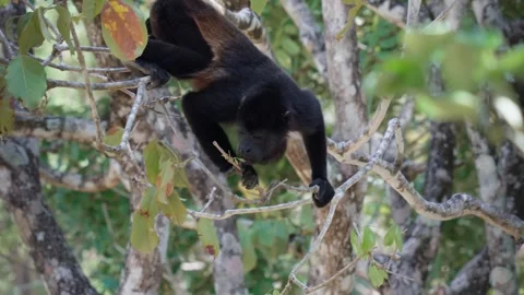 Mantled Howler Monkey Resting in Tropical Forest Costa Rica Stock Footage 341851250