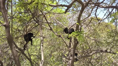 Mantled Howler Monkey Several Monkeys Climbing Walking in Tree Branches Stock Footage 132874098
