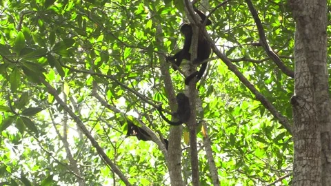 Mantled Howler Monkey Several Troop Monkeys Sitting Resting Stock Footage 134007025