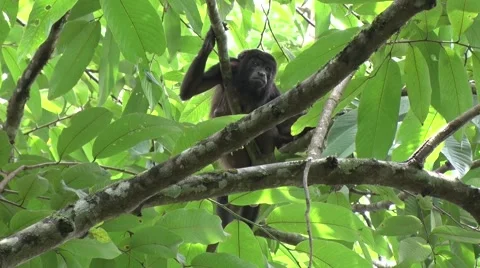 Mantled Howler Monkey sit in rainforest undergrowth howling Stock Footage 55527048