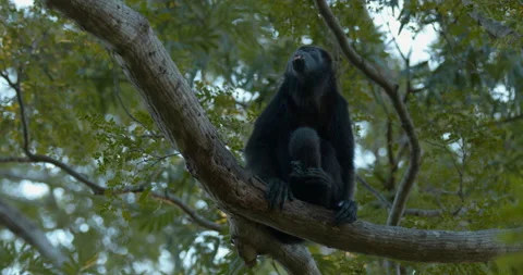 Mantled Howler Monkey Sitting in Tree in Jungle Looking Around Stock Footage 148473353