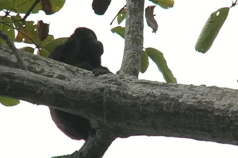 Mantled howler monkey with sound 2 Stock Footage 11137996
