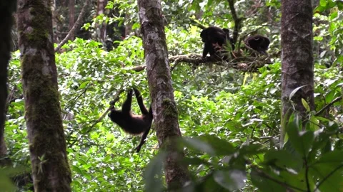 Mantled Howler Monkey Troop Monkeys Hanging Upside Down Sitting in Treetops Stock Footage 134004473