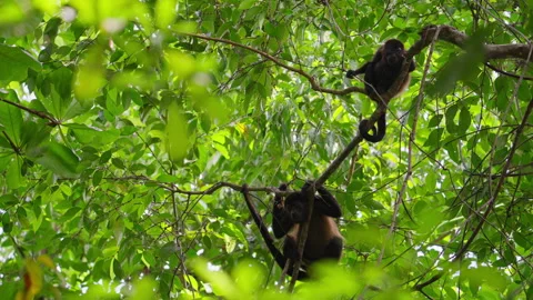 Mantled howler monkeys in a tree Stock Footage 288144655