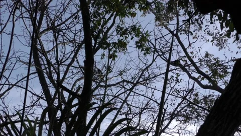 Mantled Howler Pair Monkeys Walking Climbing Dry Forest Canopy Branches Vídeo Stock 134412967