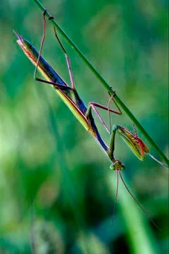 Mantodea  close up Foto stock