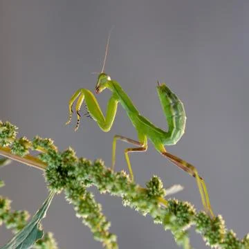 An mantodea crawling on flowers Stock Photos