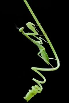 An mantodea crawling on the tree Stock Photos