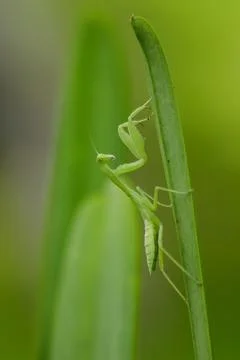 Mantodea is on a green leaf. Stock Photos
