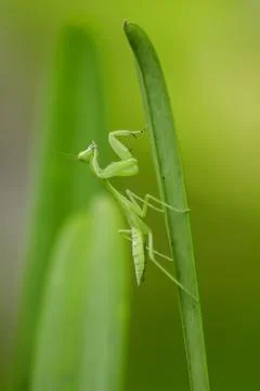 Mantodea is on a green leaf. Stock Photos
