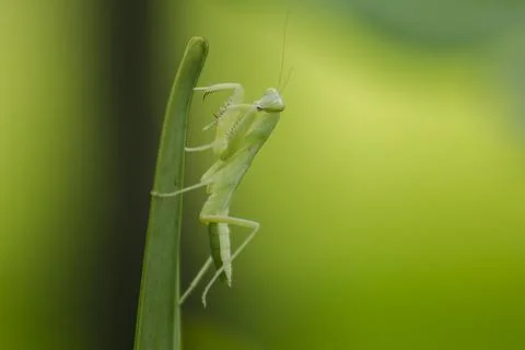 Mantodea is on a green leaf. Stock Photos