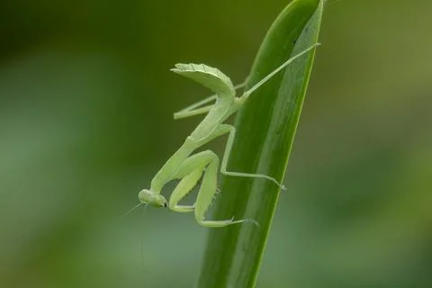 Mantodea is on a green leaf. Stock Photos