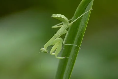 Mantodea is on a green leaf. Stock Photos