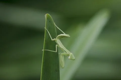 Mantodea is on a green leaf. Stock Photos