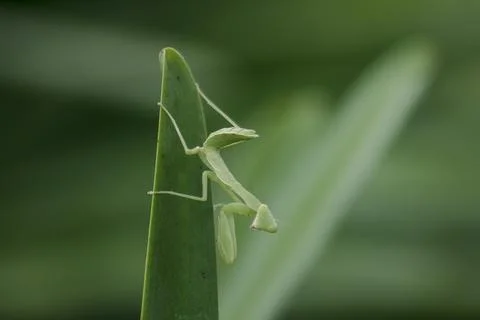 Mantodea is on a green leaf. Stock Photos