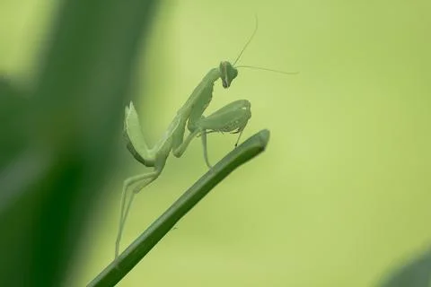 Mantodea is on a green leaf. Stock Photos
