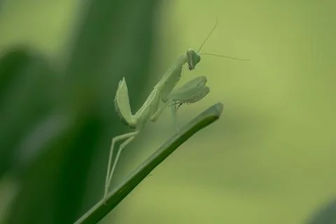 Mantodea is on a green leaf. Stock Photos