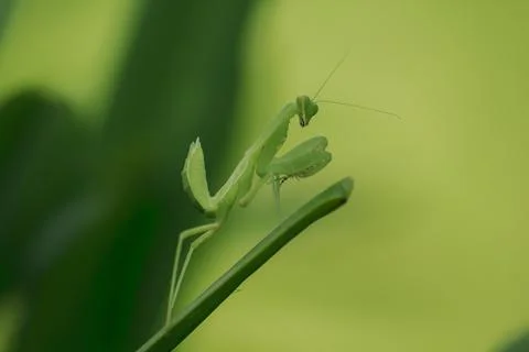 Mantodea is on a green leaf. Stock Photos