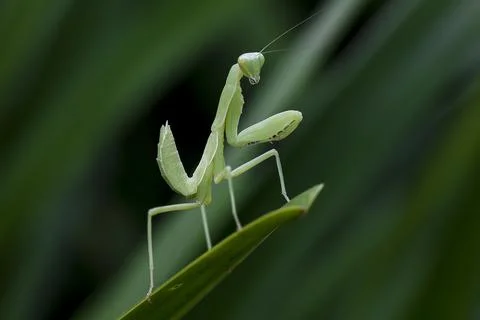 Mantodea is on a green leaf. Stock Photos