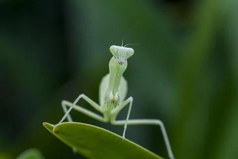 Mantodea is on a green leaf. Stock Photos