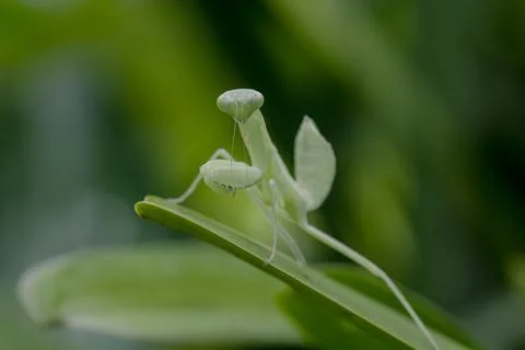 Mantodea is on a green leaf. Stock Photos