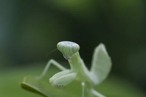 Mantodea is on a green leaf. Foto stock