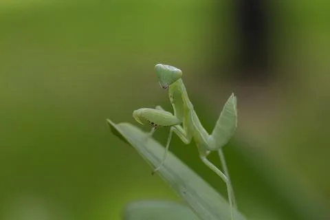 Mantodea is on a green leaf. Stock Photos