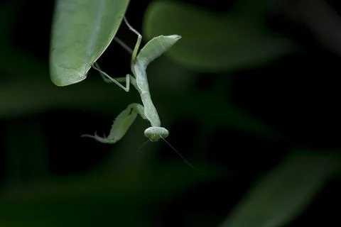 Mantodea is on a green leaf. Stock Photos