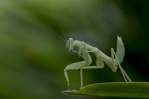 Mantodea is on a green leaf. Stock Photos